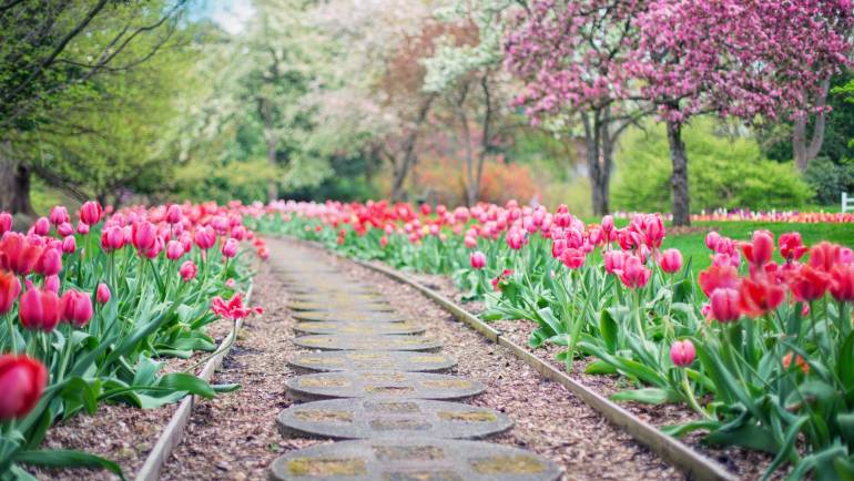 Bloemen en bomen