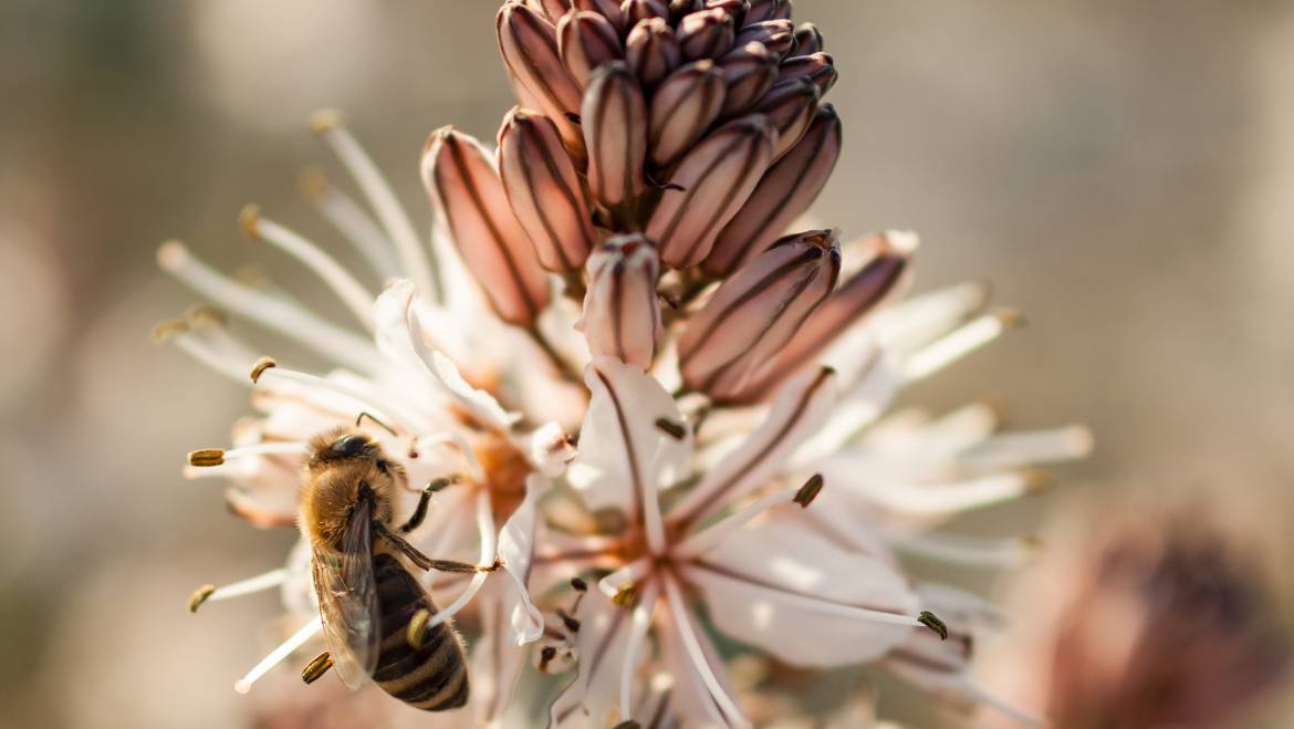 Bijzondere bijen: navigeren kan je leren