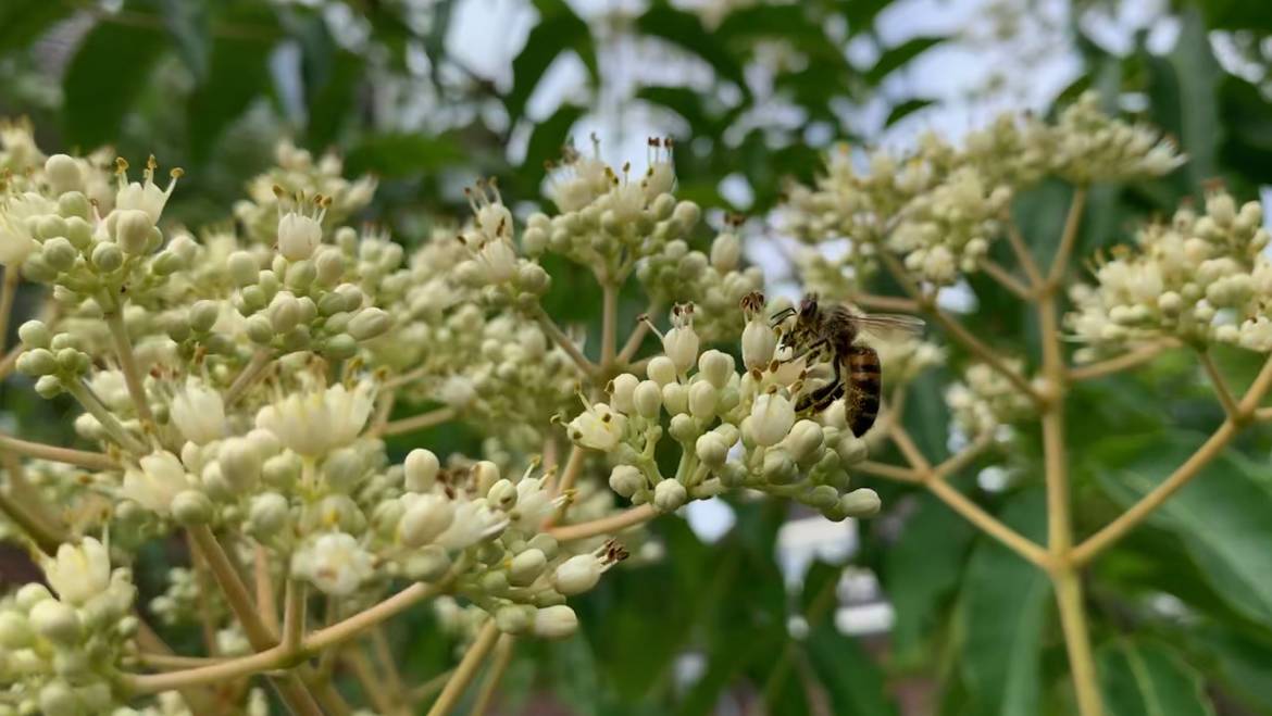 De bijenboom is ‘buzzing’!