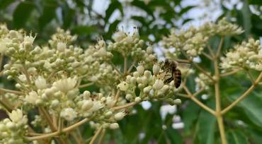 De bijenboom is ‘buzzing’!