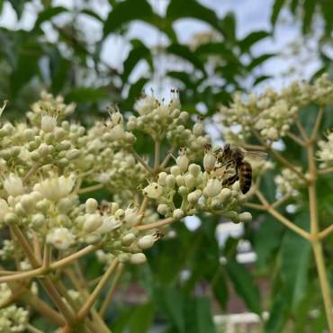 De bijenboom is ‘buzzing’!